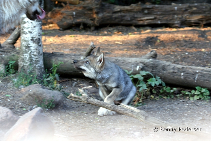 Ulv hvalp.jpg - Ulvhvalp (Canis lupus), 